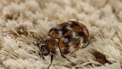 Cum să scapi rapid de gândacii de covor și să previi reapariția lor